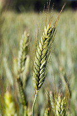 Image showing Field with cereal