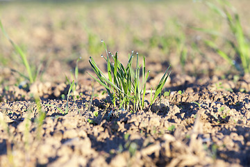 Image showing young grass plants, close-up