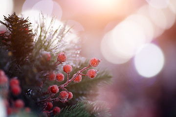 Image showing Festive fir branches with berries