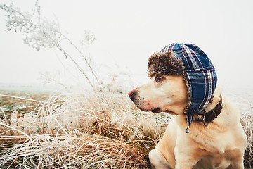 Image showing Dog with cap in winter