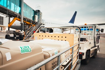 Image showing Dogs traveling by airplane