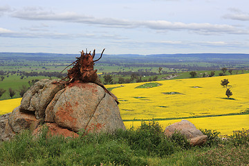 Image showing Tree stump on a rock