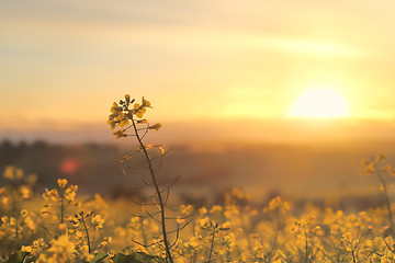 Image showing Sunrise Golden Canola