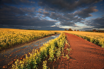 Image showing First rays of light across Canola Fields Australia