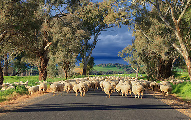 Image showing Sheep herding in country NSW