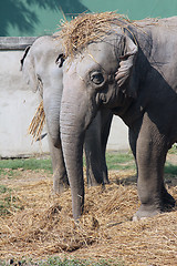 Image showing Asian Elephant