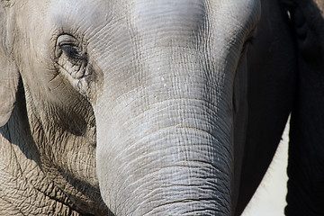 Image showing Asian Elephant