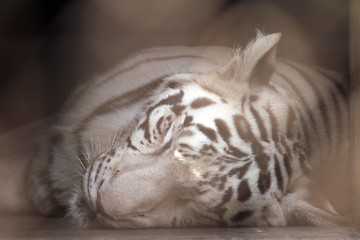 Image showing White Bengal tiger