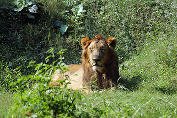 Image showing Lion (Panthera leo)