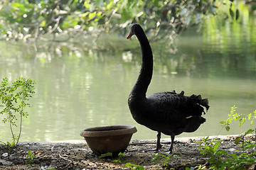 Image showing Black swan