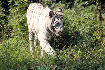 Image showing White Bengal tiger