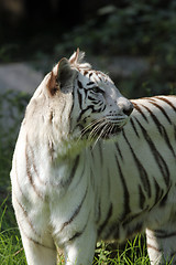 Image showing White Bengal tiger