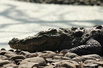 Image showing Freshwater Crocodile