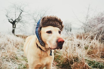 Image showing Dog with cap in winter