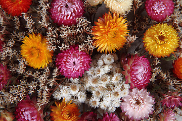 Image showing dried flowers background