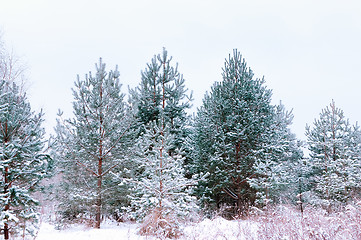 Image showing Snow-covered Spruces And Pines