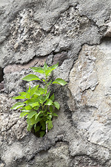 Image showing Young plant growing on a stone wall