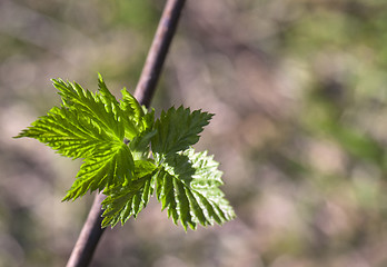 Image showing Young raspberry leaves