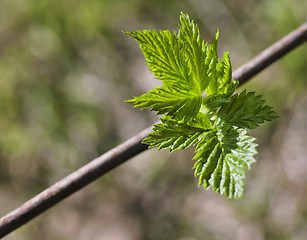 Image showing Young raspberry leaves