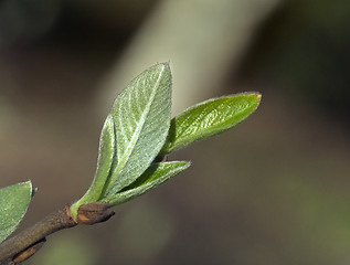 Image showing Spring leaves, macro shot