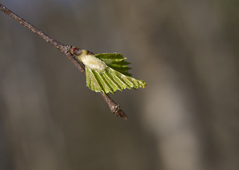 Image showing Spring leaves, macro shot