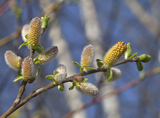 Image showing Pussy-willow in the spring