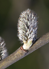 Image showing Pussy-willow, macro shot