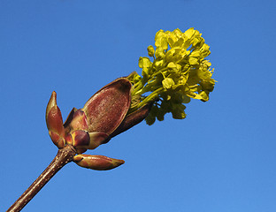 Image showing Flowering burgeon against blue sky