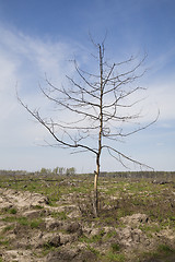 Image showing Dead tree in a wasteland