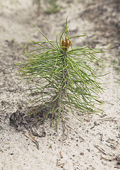 Image showing Pine tree sapling