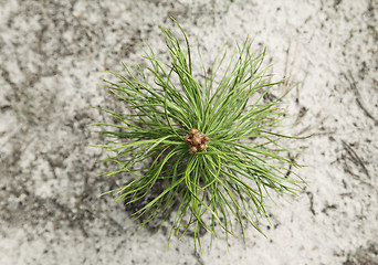 Image showing Pine tree sapling