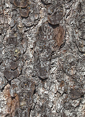 Image showing Pine bark texture