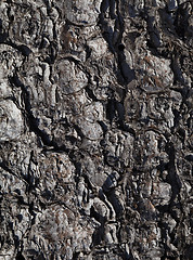 Image showing Pine bark texture