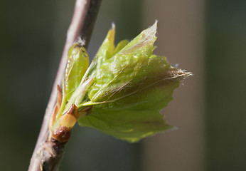 Image showing Spring leaves, macro shot