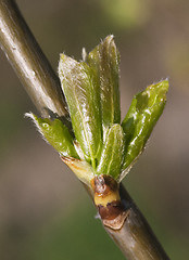 Image showing Spring leaves, macro shot