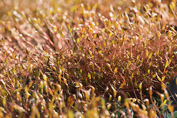 Image showing Moss in backlight