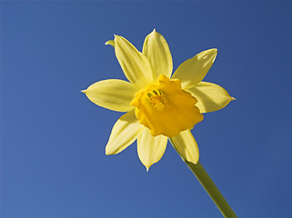 Image showing Yellow Flower