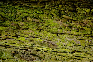 Image showing Closeup photo of a tree trunk