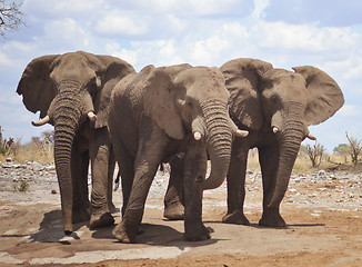 Image showing elephants in Africa