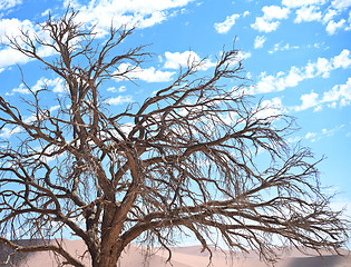 Image showing dry tree