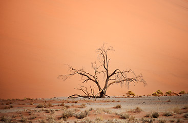 Image showing dry tree against dune