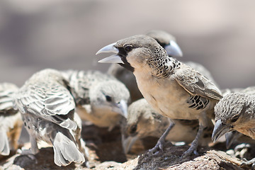 Image showing sociable weavers