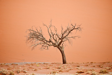 Image showing dry tree 