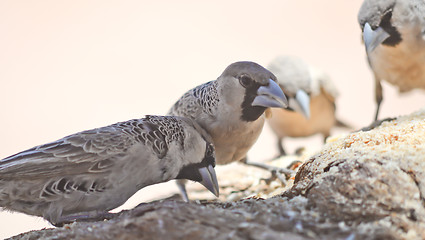 Image showing sociable weavers