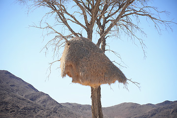 Image showing weaver bird nest