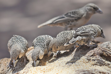 Image showing sociable weavers