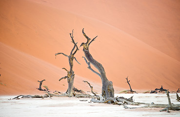 Image showing Sossusvlei, Namibia