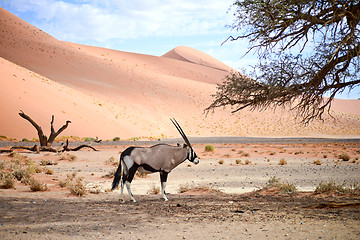 Image showing oryx in Namibia