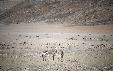 Image showing two zebras in Africa