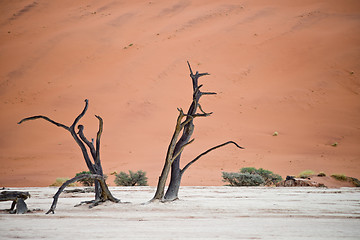 Image showing dry tree